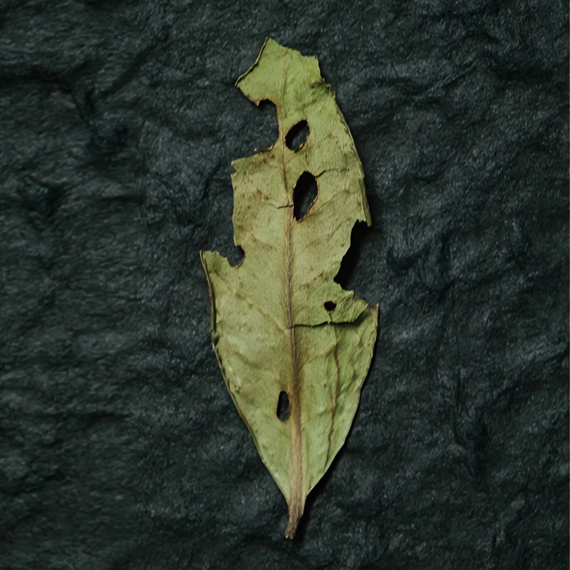 甜野 2017年春片寿眉 甜度高 老树原料