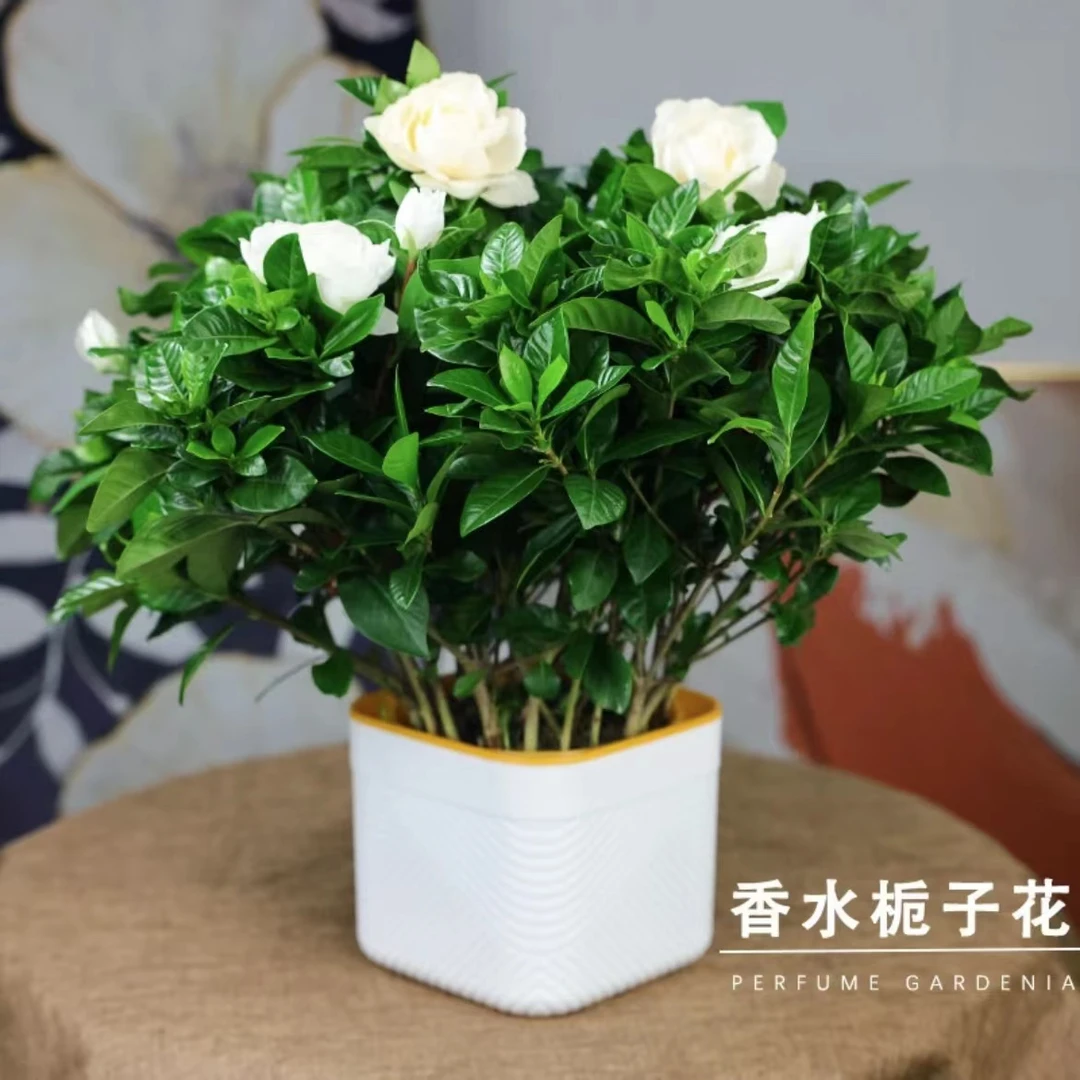 采霜栀子花盆栽重瓣牡丹栀子花四季开花栀子花发浓香型