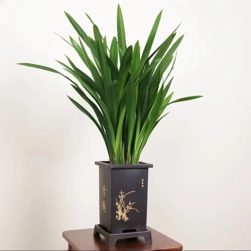 采霜墨兰盆栽兰花企黑植物浓香建兰年宵花卉室内四季好养耐寒植物