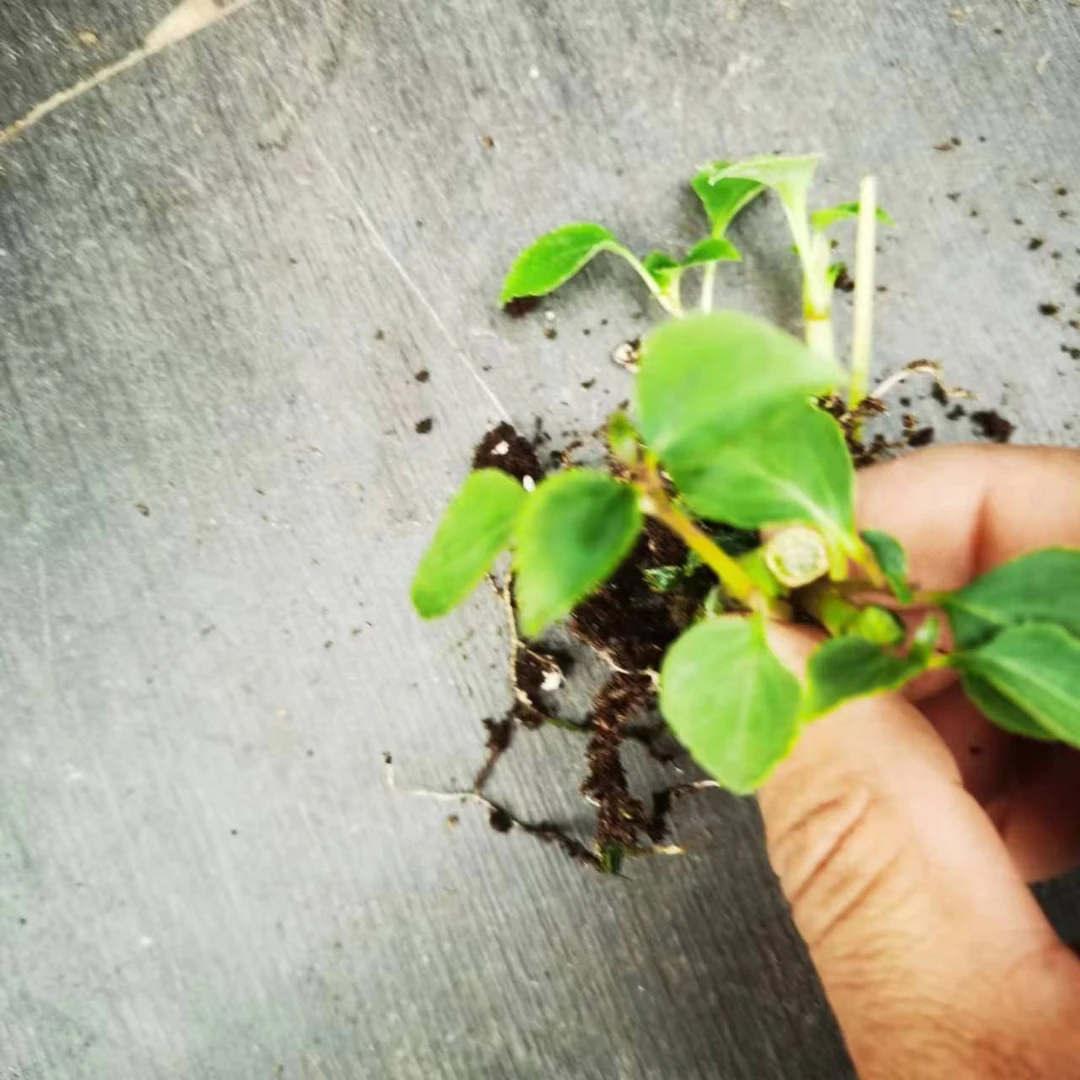 （水梅花）重瓣风仙小苗超级好养冬季趣味美观