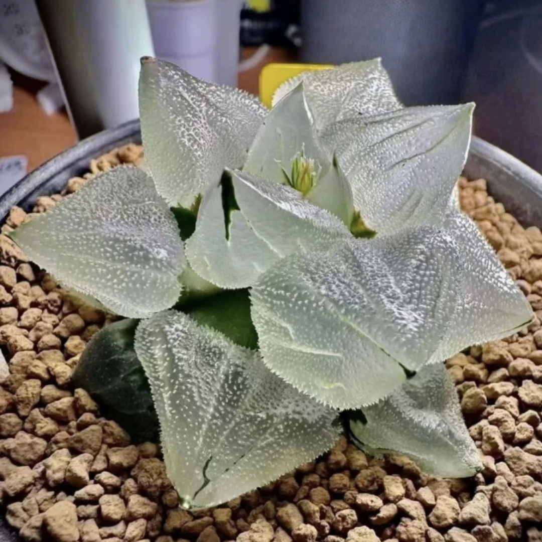 柏实花园多肉植物十二卷冰城实生“冰玉鸾” 背窗实生新品 满百包邮