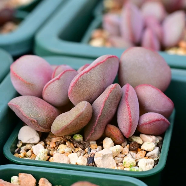 多肉植物水泡红蛋水泡盆栽组合大棚繁殖叶插小苗大苗母本零售批发