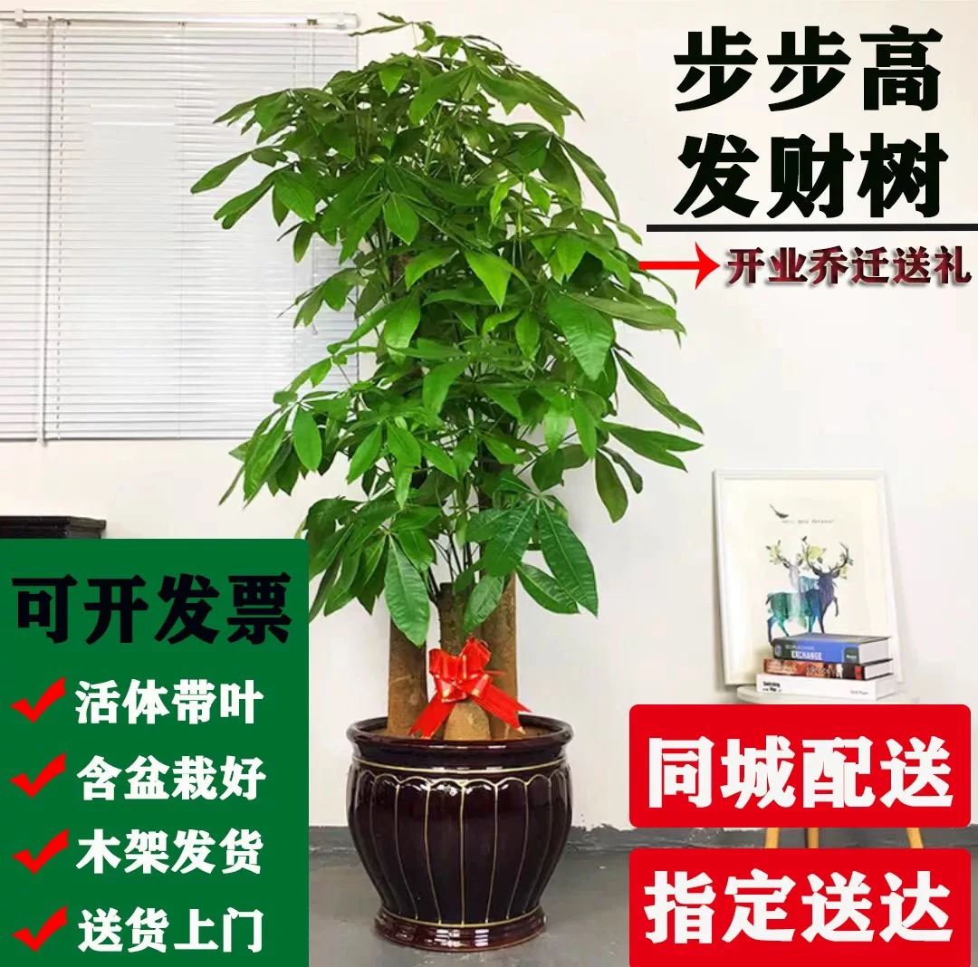 【同城配送】步步高发财树客厅盆栽大型绿植物办公室开业送礼乔迁植