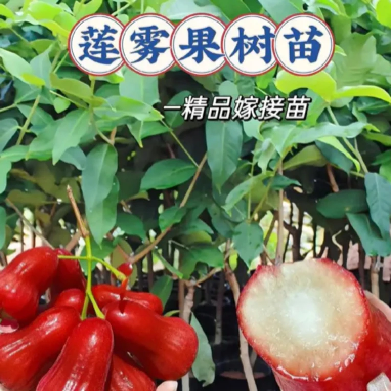 莲雾果树苗黑糖芭比嫁接黑金刚莲雾苗盆栽地栽南北方庭院种植