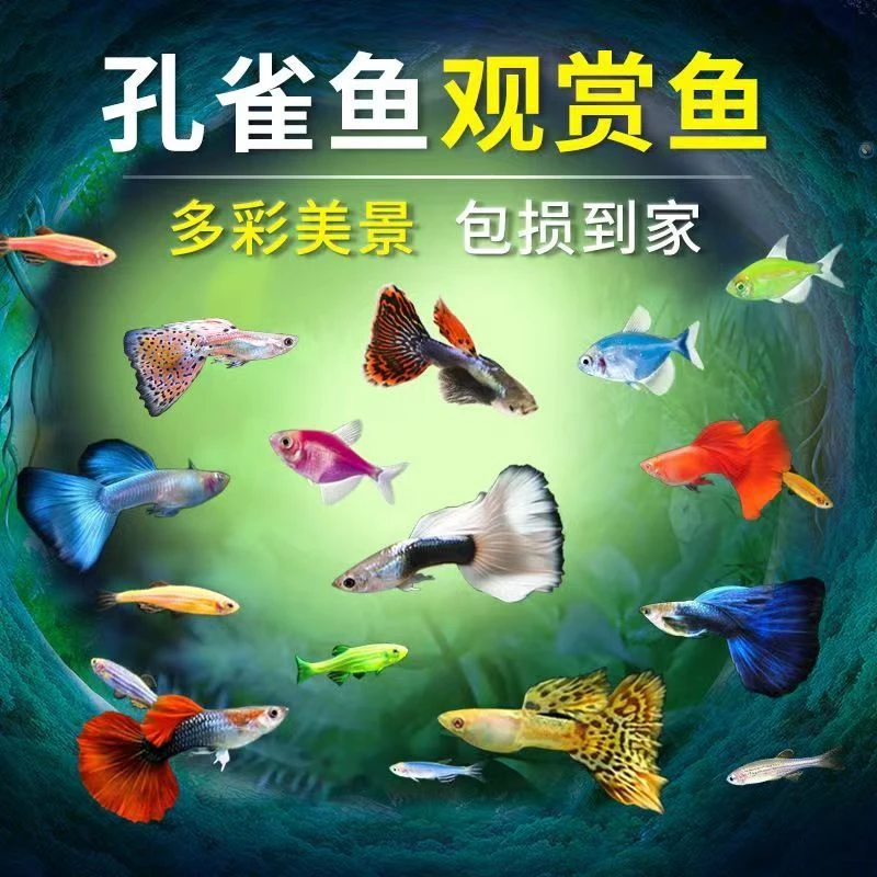 孔雀鱼 全家福精品 混搭只补钱不补发（介意勿拍)