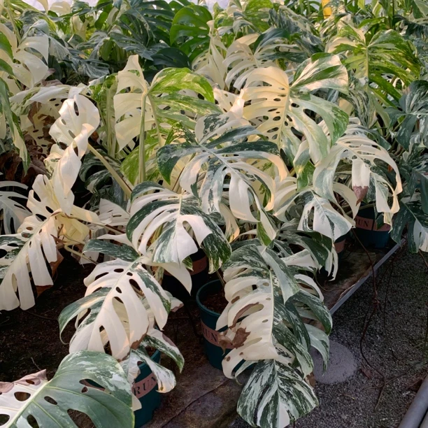 洒金龟背竹进口热植 锦叶植物盆栽室内植物天南星科观叶阳台客厅