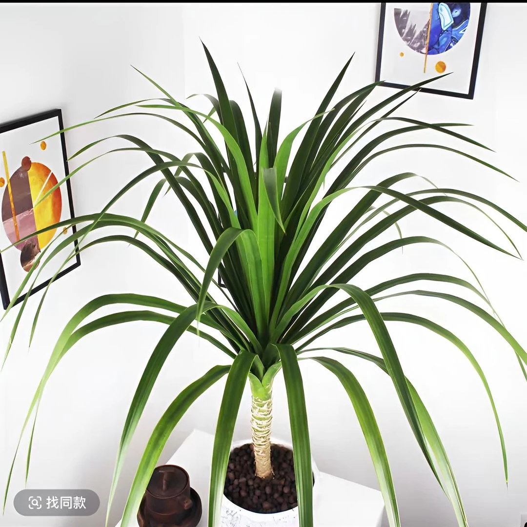 【70cm-80cm】龙须树盆栽室内大型落地植物好养 耐寒