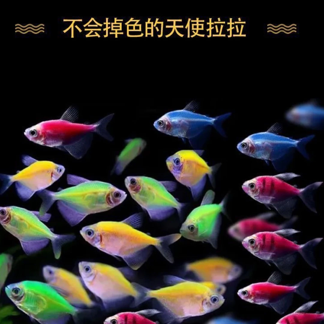 天使鱼热带观赏小鱼四色天使鱼好养易活新手水中宠物七彩糖果天使