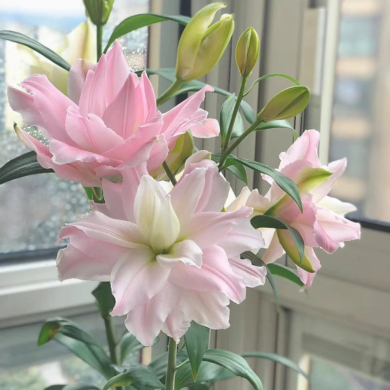 百合种球百合浓香型花卉类盆栽花种大球香水百合重瓣种球四季粉色