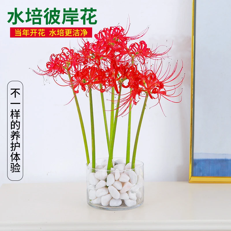 水培植物彼岸花种球盆栽曼珠沙华种子室内外红花石蒜曼陀罗花种