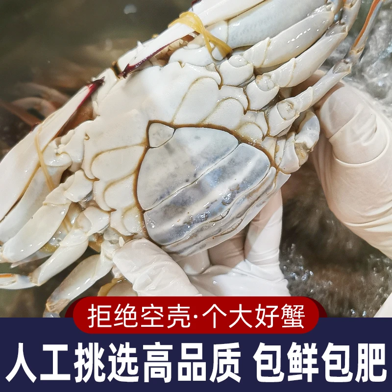 12只 精品小娘蟹 母蟹黑三角舟山梭子蟹3两左右 液氮冷冻螃蟹