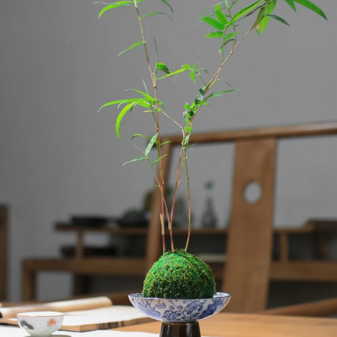 精选苔藓球红观音竹鸿运竹汗血宝马茶桌书桌办公桌小巧室内好养活