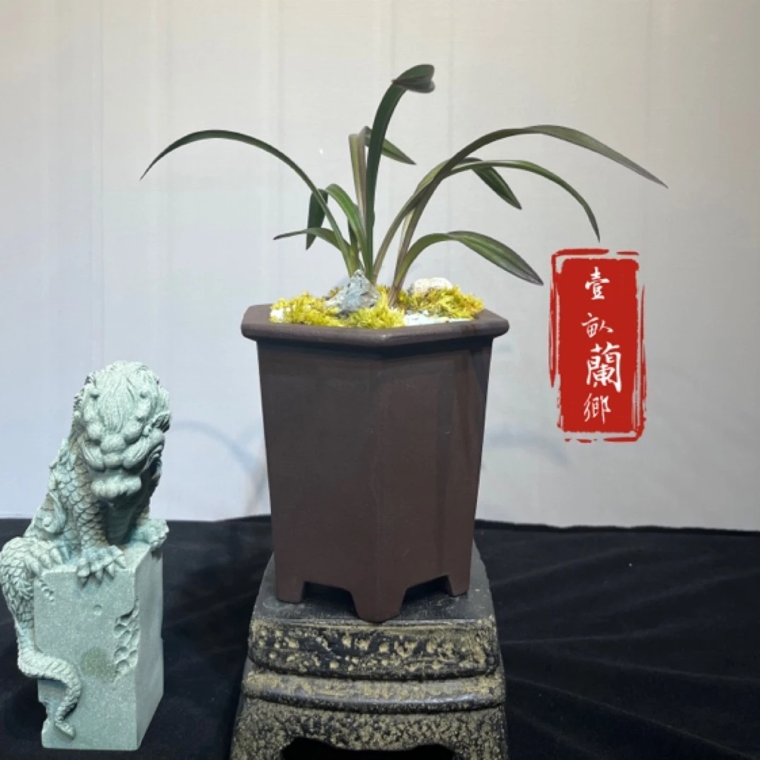 【精选红草红荷】4苗办公室绿植盆景禅意空间古韵茶室高档精品兰花