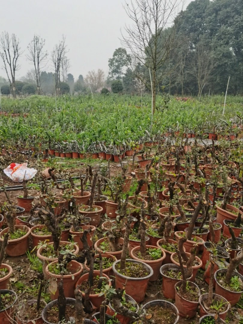 小山灌木金弹子熟桩盆景