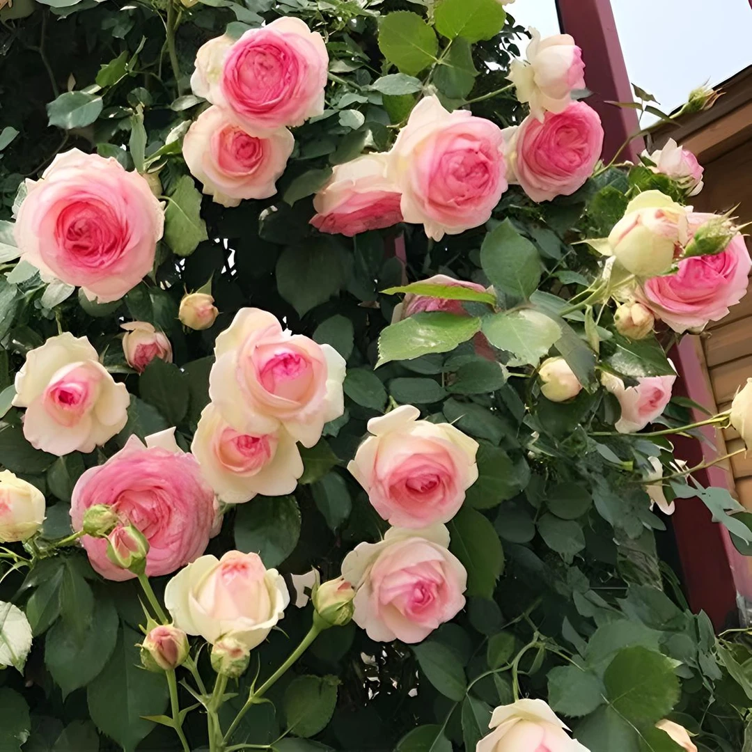 藤本月季花苗特大花庭院爬藤植物玫瑰花卉盆栽阳台蔷薇月季花树苗