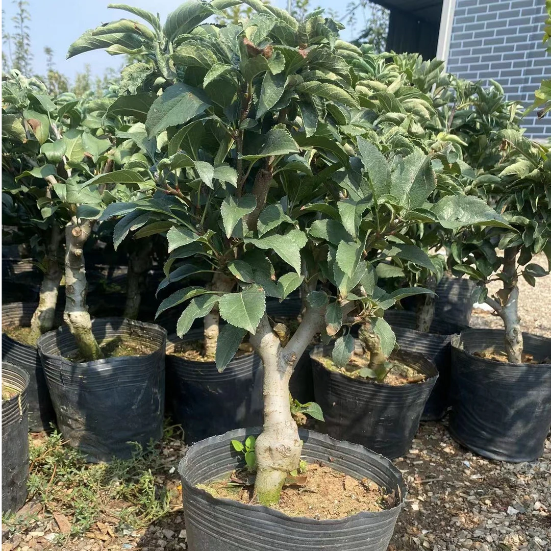 盆栽花卉南北方可种植