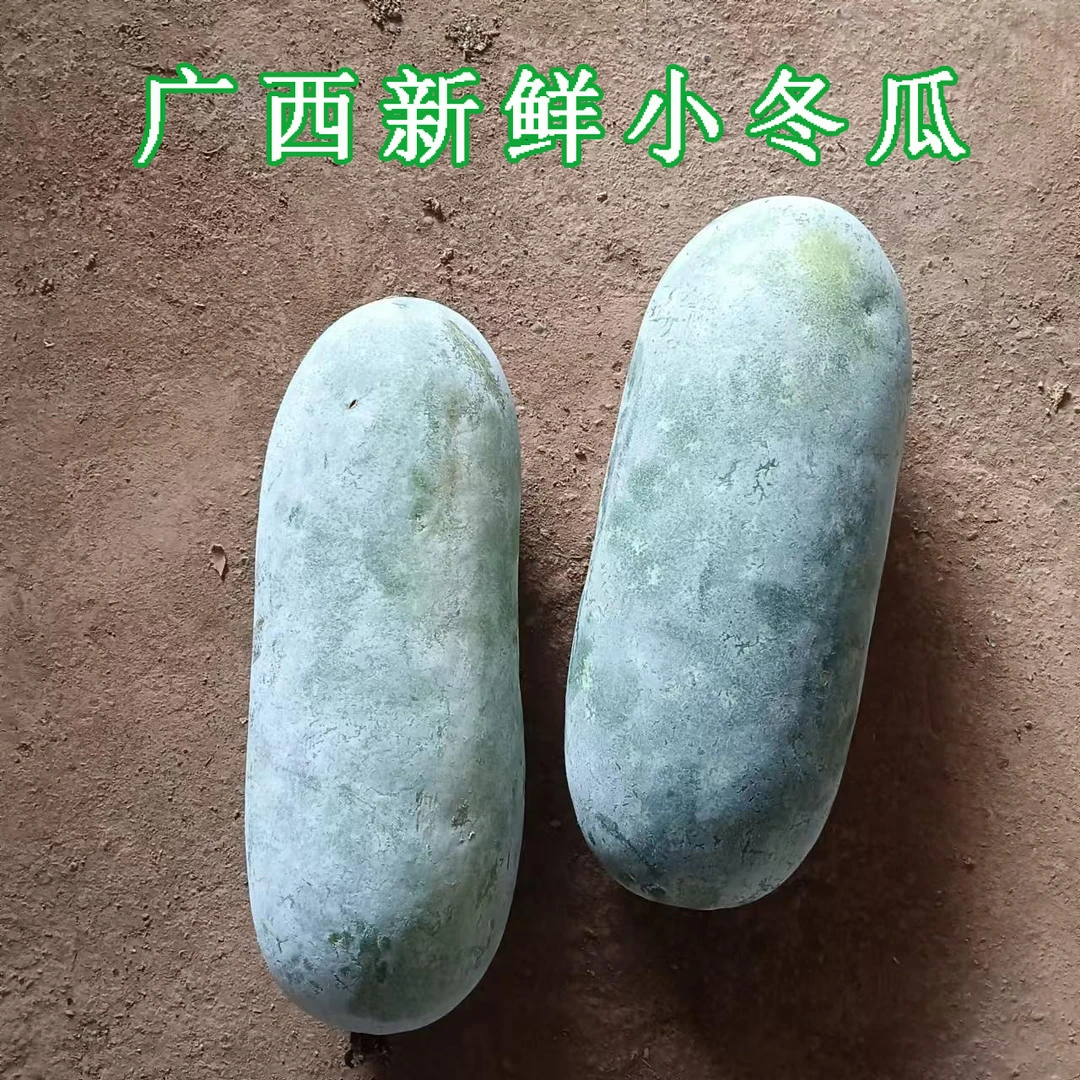 广西新鲜小冬瓜毛瓜带霜3-9斤农家自种蔬菜炒菜煲汤迷你冬瓜