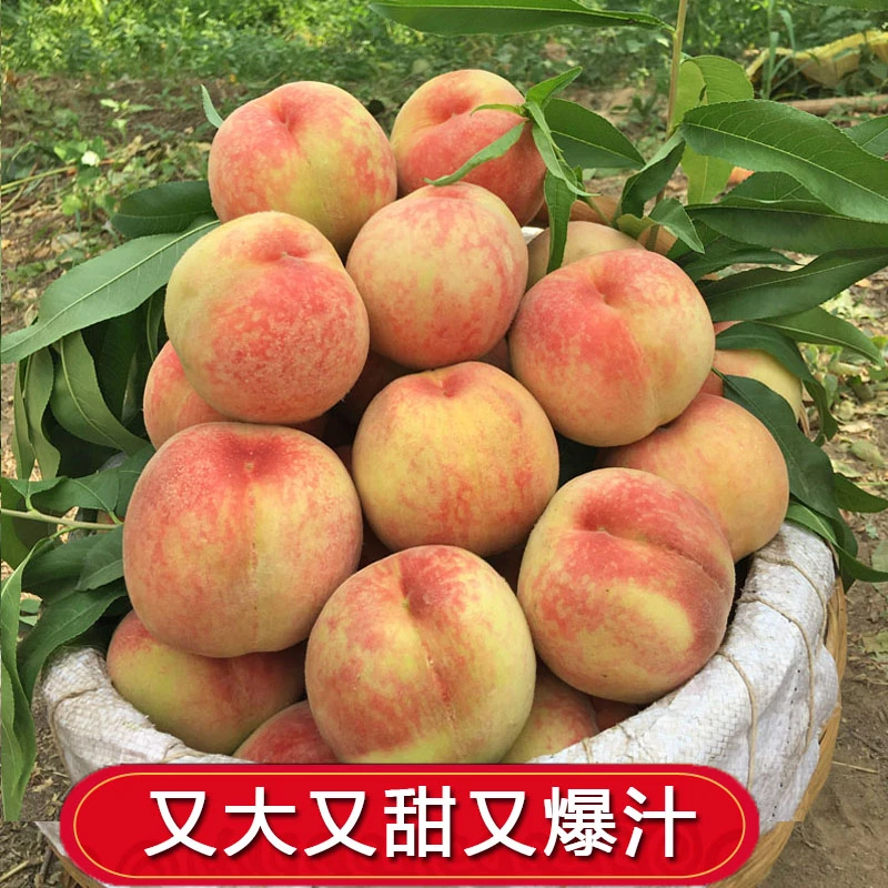【顺丰可选】陕西秦岭高山水蜜桃新鲜水果纯甜爆汁农家果园现摘发货
