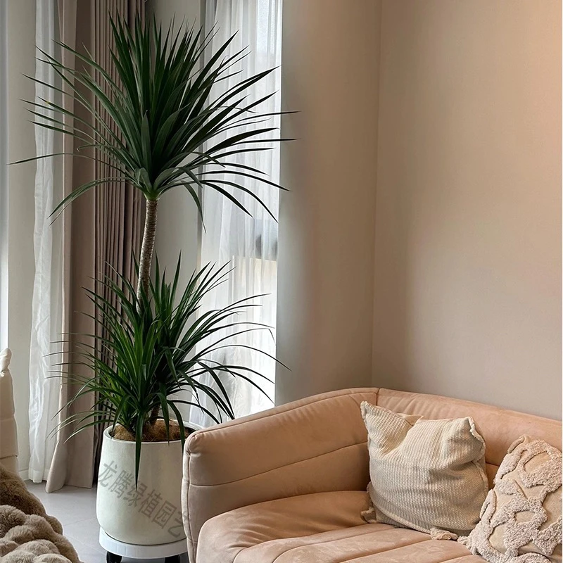 黑珍珠龙血树客厅绿植室内盆栽大型客厅荷花铁旺宅植物龙铁树