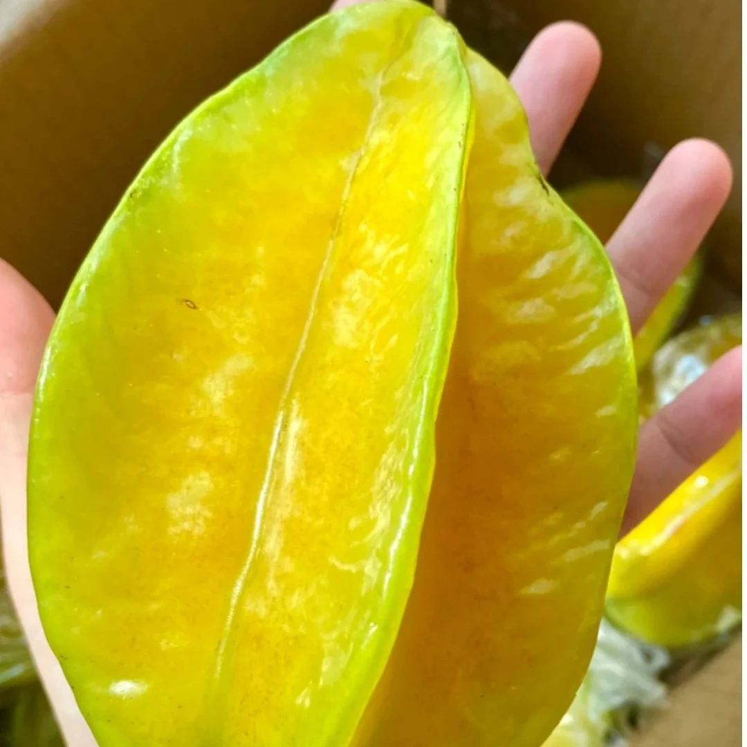 果切杨桃多汁热带水果整果2颗 200-300g
