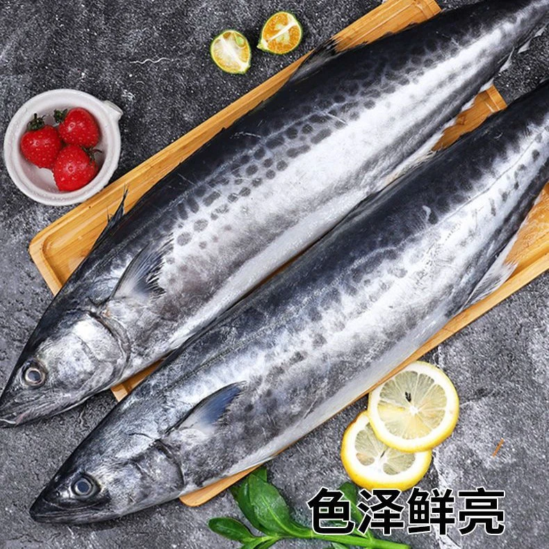 1-15冷冻青岛鲜鲅鱼