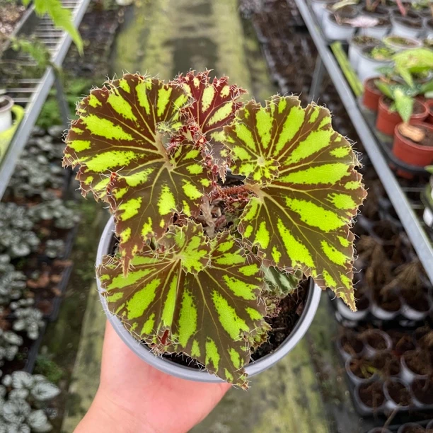 蓝孔雀秋海棠带盆热带植物室内网红热植盆栽客厅桌面花卉