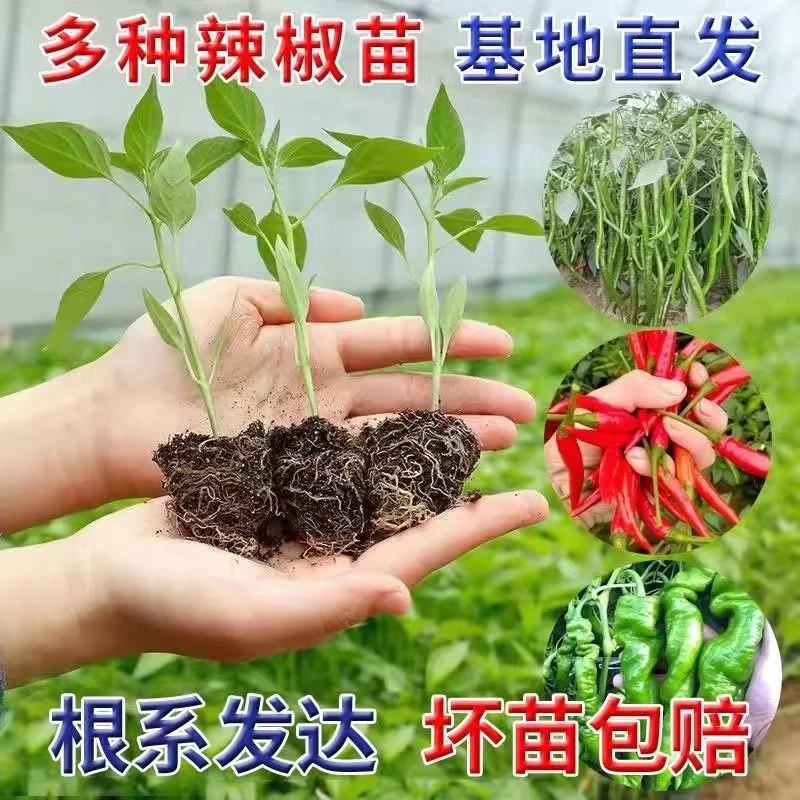 高产辣椒苗带土秧苗杭椒七彩朝天椒线椒薄皮椒螺丝椒四季地栽盆栽