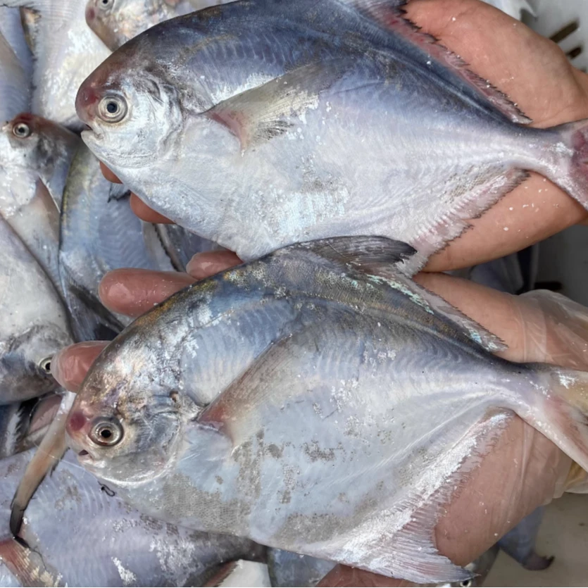 4条/斤银鲳鱼 新鲜海鱼 海捕鲳鱼 肉质细嫩 500g/包到手5斤