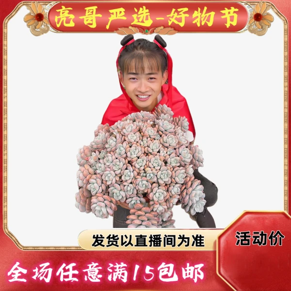 多肉植物综合链接 亮哥精选 以直播展示为准 易养活 裸根发货
