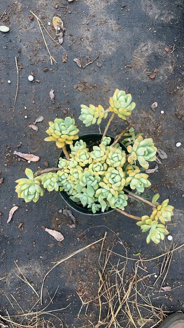 桃酥  亮哥精选  多肉植物 易养活 栽种养护 裸根发货