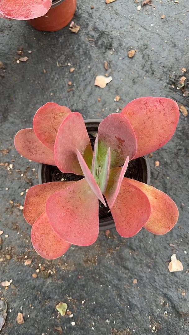 唐印 亮哥精选 多肉植物 栽种养护 裸根发货