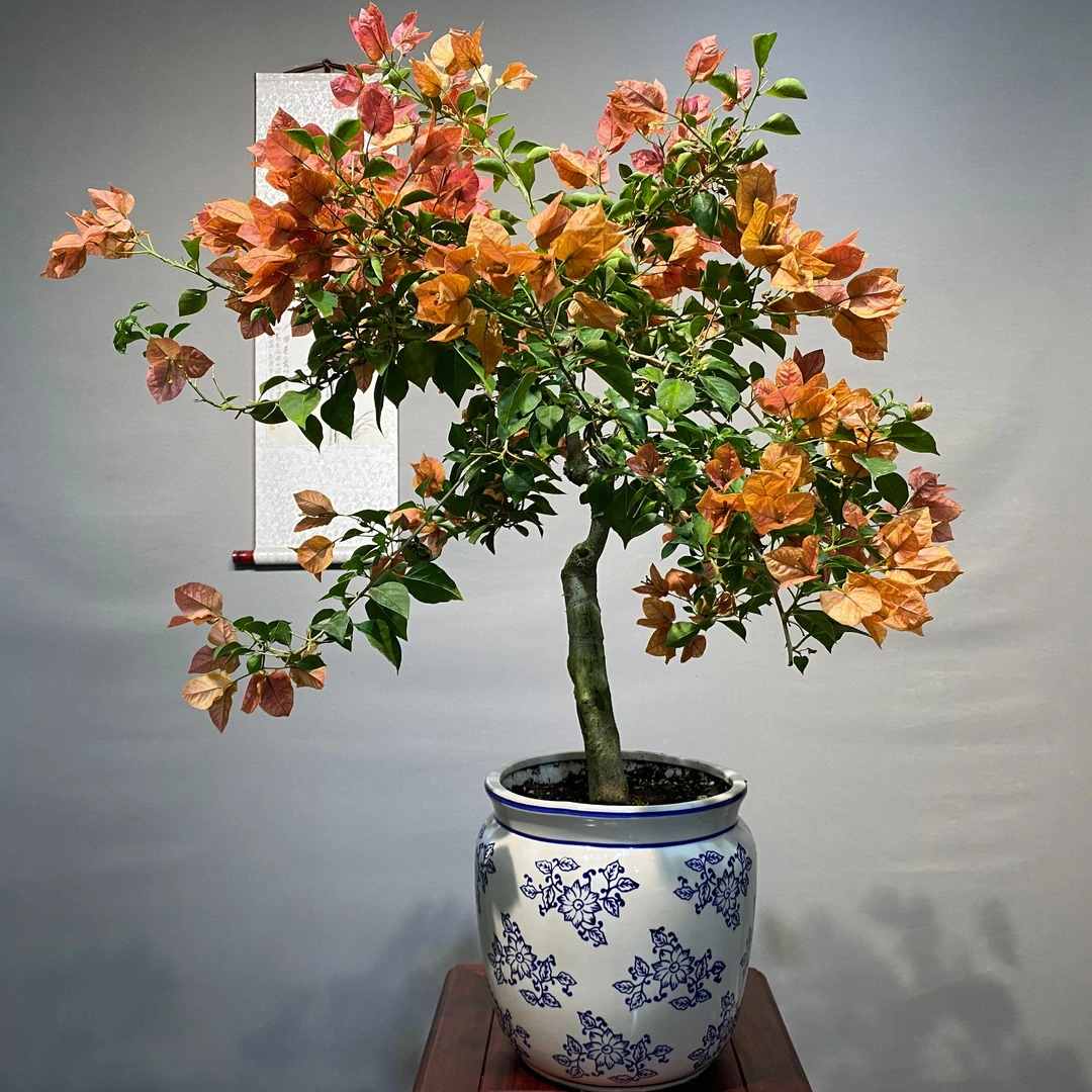 飘逸高档三角梅佩德罗别墅庭院阳台中式禅意四季开花【一物一拍】