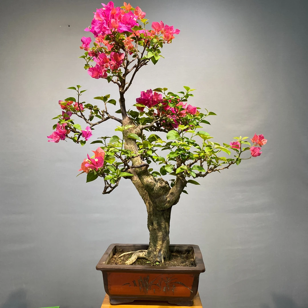 老桩三角梅阳台庭院盆景艺术植物美学空间四季开花【一物一拍】