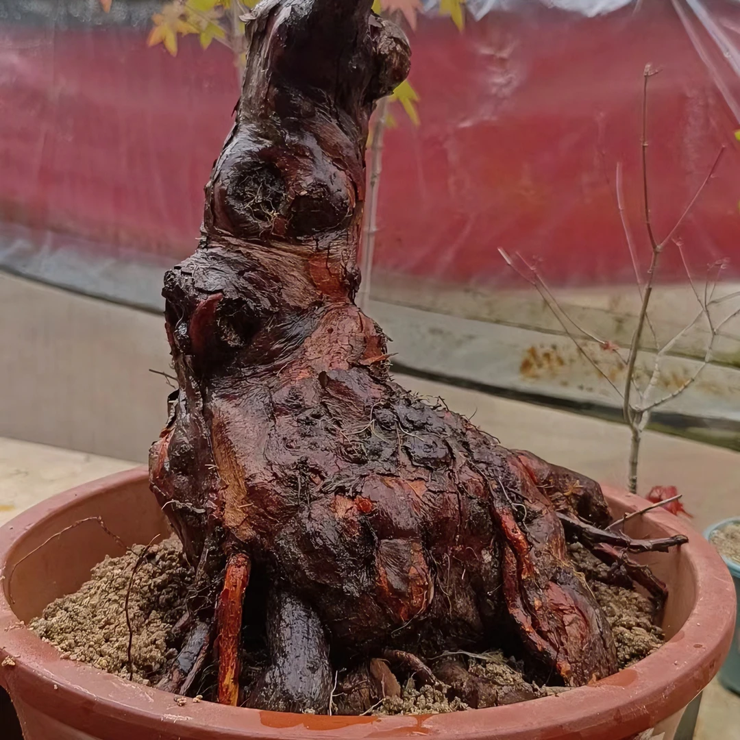 蔷薇绿植苗木盆景