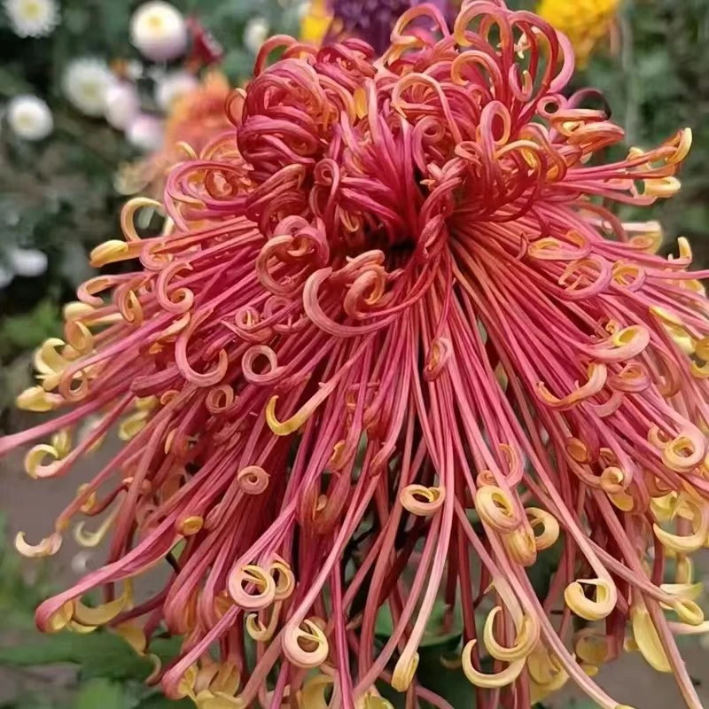 【盘龙舞凤带花苞】  九月菊对版出售盆栽地栽均可