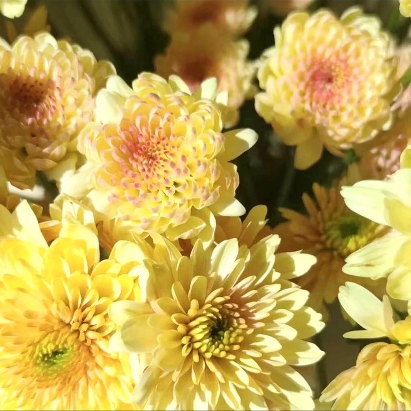 【一物一拍】九月菊大菊花 八九月开花 对版基地直发