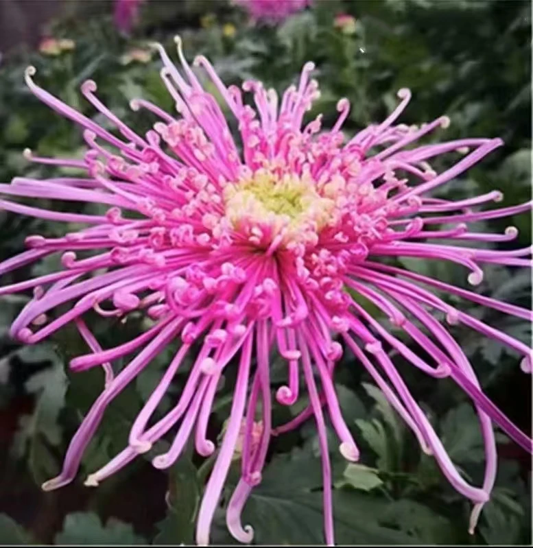 【紫霞仙子花苞】 可观赏 九月菊对版出售