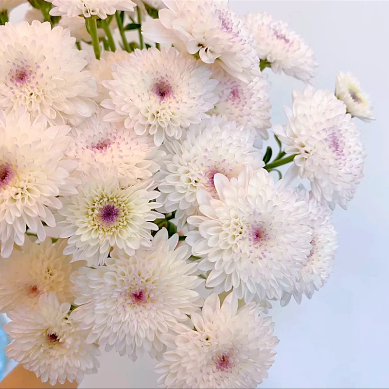 精品系列小菊花苗 对版出售良种菊花苗