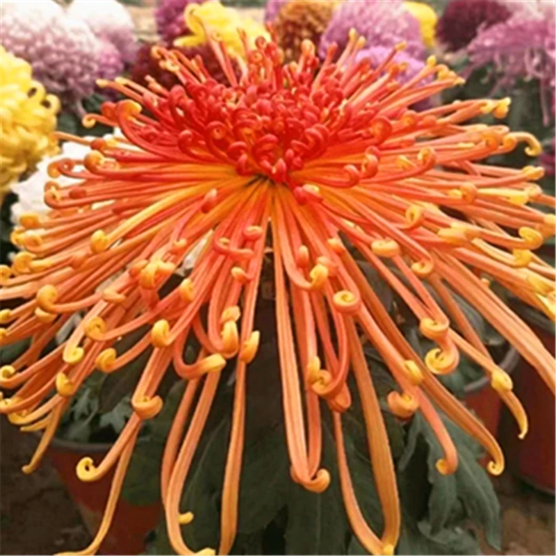 【金鸡报晓】精成品大菊花苗 八九月开花 对版基地直发