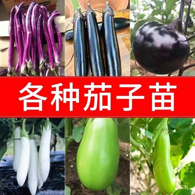 高产茄子苗带土发货青茄子紫茄子黑长茄子圆茄子四季盆栽蔬菜秧苗