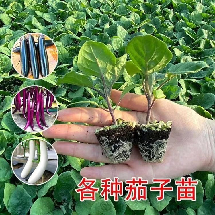 高产茄子苗带土发货青茄子紫茄子黑长茄子圆茄子四季盆栽蔬菜秧苗