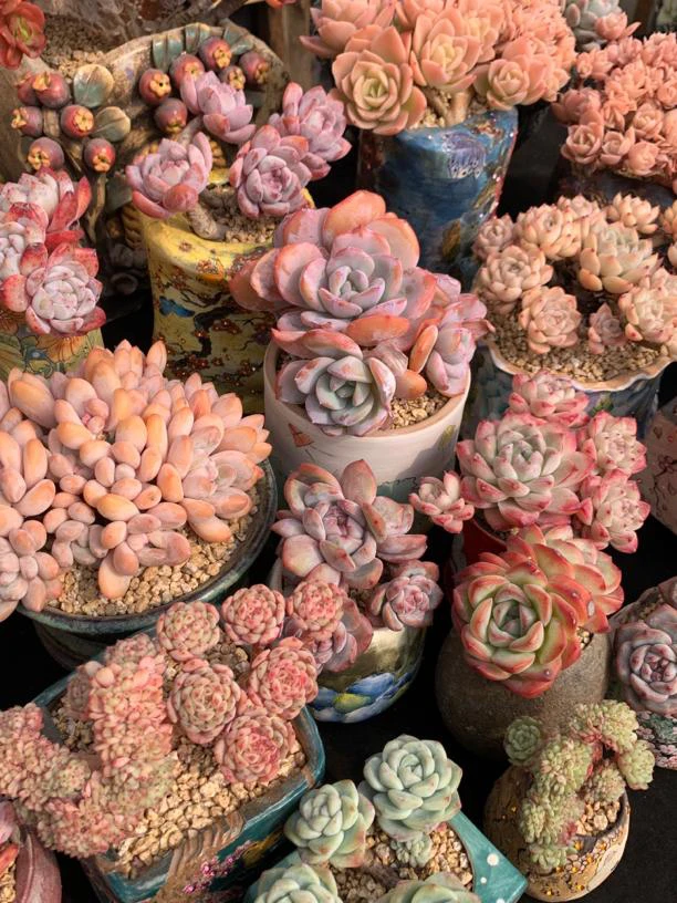 精控养老桩多肉植物