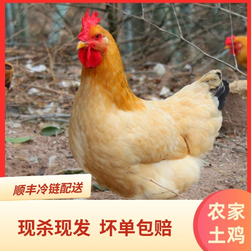 散养黄油土鸡2年五谷为养3只老母鸡鲜嫩煲汤W