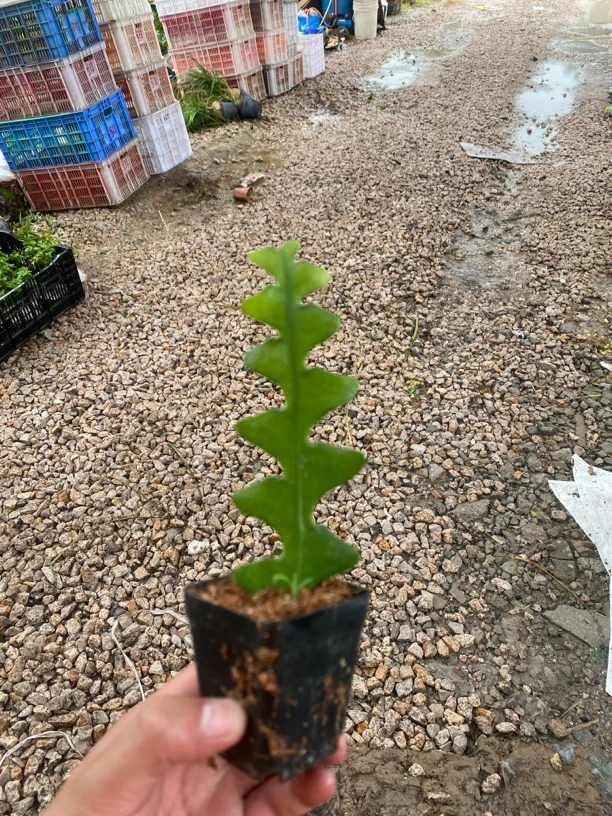 锯齿昙花苗非鱼骨令箭稀有卧室阳台桌面花卉绿植美观趣味防辐射仙
