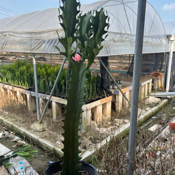 巴西龙骨木/仙人柱/50厘米/散关养护/15天浇水一次