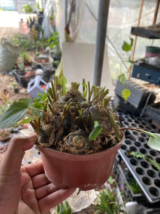 【油点百合】包邮四季好养 周围带小崽 适合新手绿植盆栽 99%成活