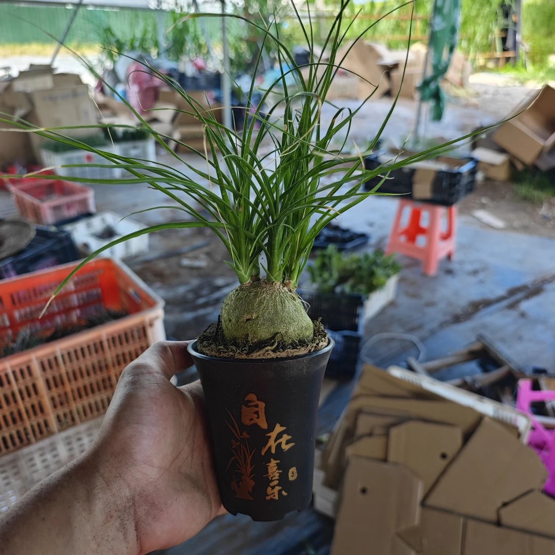 小号酒瓶兰/含喜乐盆底座/好养易活/懒人绿植办公室盆景