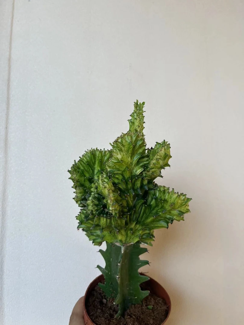 玉扇/玉麒麟/仙人球/15天浇一次水