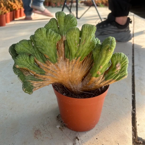 五指山/仙人球/含盆土/散光养护/15天浇水一次