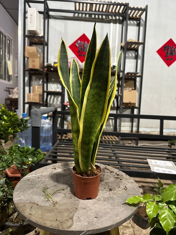 【大型金边虎皮兰】原盆土发货/多棵组合/四季常青室内净化空气